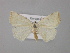  ( - BC ZSM Lep 47098)  @11 [ ] CreativeCommons - Attribution Non-Commercial Share-Alike (2010) Axel Hausmann/Bavarian State Collection of Zoology (ZSM) SNSB, Zoologische Staatssammlung Muenchen