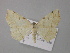 ( - BC ZSM Lep 47099)  @11 [ ] CreativeCommons - Attribution Non-Commercial Share-Alike (2010) Axel Hausmann/Bavarian State Collection of Zoology (ZSM) SNSB, Zoologische Staatssammlung Muenchen