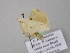  ( - BC ZSM Lep 47100)  @12 [ ] CreativeCommons - Attribution Non-Commercial Share-Alike (2010) Axel Hausmann/Bavarian State Collection of Zoology (ZSM) SNSB, Zoologische Staatssammlung Muenchen