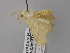  ( - BC ZSM Lep 47111)  @13 [ ] CreativeCommons - Attribution Non-Commercial Share-Alike (2010) Axel Hausmann/Bavarian State Collection of Zoology (ZSM) SNSB, Zoologische Staatssammlung Muenchen
