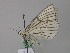  ( - BC ZSM Lep 47113)  @13 [ ] CreativeCommons - Attribution Non-Commercial Share-Alike (2010) Axel Hausmann/Bavarian State Collection of Zoology (ZSM) SNSB, Zoologische Staatssammlung Muenchen
