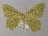  ( - BC ZSM Lep 47126)  @11 [ ] CreativeCommons - Attribution Non-Commercial Share-Alike (2010) Axel Hausmann/Bavarian State Collection of Zoology (ZSM) SNSB, Zoologische Staatssammlung Muenchen