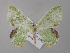  ( - BC ZSM Lep 47131)  @11 [ ] CreativeCommons - Attribution Non-Commercial Share-Alike (2010) Axel Hausmann/Bavarian State Collection of Zoology (ZSM) SNSB, Zoologische Staatssammlung Muenchen