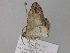  ( - BC ZSM Lep 47139)  @12 [ ] CreativeCommons - Attribution Non-Commercial Share-Alike (2010) Axel Hausmann/Bavarian State Collection of Zoology (ZSM) SNSB, Zoologische Staatssammlung Muenchen
