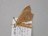  ( - BC ZSM Lep 47150)  @12 [ ] CreativeCommons - Attribution Non-Commercial Share-Alike (2010) Axel Hausmann/Bavarian State Collection of Zoology (ZSM) SNSB, Zoologische Staatssammlung Muenchen