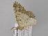  ( - BC ZSM Lep 47159)  @12 [ ] CreativeCommons - Attribution Non-Commercial Share-Alike (2010) Axel Hausmann/Bavarian State Collection of Zoology (ZSM) SNSB, Zoologische Staatssammlung Muenchen