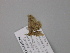  ( - BC ZSM Lep 47161)  @13 [ ] CreativeCommons - Attribution Non-Commercial Share-Alike (2010) Axel Hausmann/Bavarian State Collection of Zoology (ZSM) SNSB, Zoologische Staatssammlung Muenchen