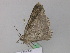  (Nychiodes divergariaAH01Om - BC ZSM Lep 47167)  @12 [ ] CreativeCommons - Attribution Non-Commercial Share-Alike (2010) Axel Hausmann/Bavarian State Collection of Zoology (ZSM) SNSB, Zoologische Staatssammlung Muenchen