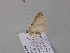  ( - BC ZSM Lep 47169)  @13 [ ] CreativeCommons - Attribution Non-Commercial Share-Alike (2010) Axel Hausmann/Bavarian State Collection of Zoology (ZSM) SNSB, Zoologische Staatssammlung Muenchen