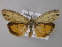  ( - BC ZSM Lep 48980)  @11 [ ] CreativeCommons - Attribution Non-Commercial Share-Alike (2010) Axel Hausmann/Bavarian State Collection of Zoology (ZSM) SNSB, Zoologische Staatssammlung Muenchen
