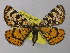  ( - BC ZSM Lep 48983)  @11 [ ] CreativeCommons - Attribution Non-Commercial Share-Alike (2010) Axel Hausmann/Bavarian State Collection of Zoology (ZSM) SNSB, Zoologische Staatssammlung Muenchen