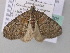  (Heterothera taigana - BC ZSM Lep 49001)  @12 [ ] CreativeCommons - Attribution Non-Commercial Share-Alike (2010) Axel Hausmann/Bavarian State Collection of Zoology (ZSM) SNSB, Zoologische Staatssammlung Muenchen