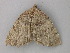  ( - BC ZSM Lep 49030)  @13 [ ] CreativeCommons - Attribution Non-Commercial Share-Alike (2010) Axel Hausmann/Bavarian State Collection of Zoology (ZSM) SNSB, Zoologische Staatssammlung Muenchen