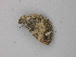  ( - BC ZSM Lep 49039)  @13 [ ] CreativeCommons - Attribution Non-Commercial Share-Alike (2010) Axel Hausmann/Bavarian State Collection of Zoology (ZSM) SNSB, Zoologische Staatssammlung Muenchen