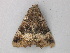  ( - BC ZSM Lep 49042)  @12 [ ] CreativeCommons - Attribution Non-Commercial Share-Alike (2010) Axel Hausmann/Bavarian State Collection of Zoology (ZSM) SNSB, Zoologische Staatssammlung Muenchen
