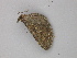  ( - BC ZSM Lep 49046)  @12 [ ] CreativeCommons - Attribution Non-Commercial Share-Alike (2010) Axel Hausmann/Bavarian State Collection of Zoology (ZSM) SNSB, Zoologische Staatssammlung Muenchen