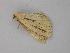  ( - BC ZSM Lep 49053)  @12 [ ] CreativeCommons - Attribution Non-Commercial Share-Alike (2010) Axel Hausmann/Bavarian State Collection of Zoology (ZSM) SNSB, Zoologische Staatssammlung Muenchen