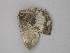  ( - BC ZSM Lep 49062)  @13 [ ] CreativeCommons - Attribution Non-Commercial Share-Alike (2010) Axel Hausmann/Bavarian State Collection of Zoology (ZSM) SNSB, Zoologische Staatssammlung Muenchen
