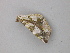  ( - BC ZSM Lep 49063)  @12 [ ] CreativeCommons - Attribution Non-Commercial Share-Alike (2010) Axel Hausmann/Bavarian State Collection of Zoology (ZSM) SNSB, Zoologische Staatssammlung Muenchen