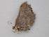  ( - BC ZSM Lep 49069)  @12 [ ] CreativeCommons - Attribution Non-Commercial Share-Alike (2010) Axel Hausmann/Bavarian State Collection of Zoology (ZSM) SNSB, Zoologische Staatssammlung Muenchen