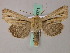  ( - BC ZSM Lep 49371)  @14 [ ] CreativeCommons - Attribution Non-Commercial Share-Alike (2010) Axel Hausmann/Bavarian State Collection of Zoology (ZSM) SNSB, Zoologische Staatssammlung Muenchen