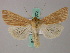  ( - BC ZSM Lep 49372)  @14 [ ] CreativeCommons - Attribution Non-Commercial Share-Alike (2010) Axel Hausmann/Bavarian State Collection of Zoology (ZSM) SNSB, Zoologische Staatssammlung Muenchen