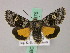  ( - BC ZSM Lep 49375)  @14 [ ] CreativeCommons - Attribution Non-Commercial Share-Alike (2010) Axel Hausmann/Bavarian State Collection of Zoology (ZSM) SNSB, Zoologische Staatssammlung Muenchen