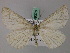  ( - BC ZSM Lep 49378)  @13 [ ] CreativeCommons - Attribution Non-Commercial Share-Alike (2010) Axel Hausmann/Bavarian State Collection of Zoology (ZSM) SNSB, Zoologische Staatssammlung Muenchen