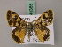  ( - BC ZSM Lep 49385)  @13 [ ] CreativeCommons - Attribution Non-Commercial Share-Alike (2010) Axel Hausmann/Bavarian State Collection of Zoology (ZSM) SNSB, Zoologische Staatssammlung Muenchen