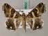  ( - BC ZSM Lep 49387)  @15 [ ] CreativeCommons - Attribution Non-Commercial Share-Alike (2010) Axel Hausmann/Bavarian State Collection of Zoology (ZSM) SNSB, Zoologische Staatssammlung Muenchen