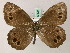  ( - BC ZSM Lep 49399)  @13 [ ] CreativeCommons - Attribution Non-Commercial Share-Alike (2010) Axel Hausmann/Bavarian State Collection of Zoology (ZSM) SNSB, Zoologische Staatssammlung Muenchen