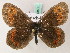  ( - BC ZSM Lep 49403)  @13 [ ] CreativeCommons - Attribution Non-Commercial Share-Alike (2010) Axel Hausmann/Bavarian State Collection of Zoology (ZSM) SNSB, Zoologische Staatssammlung Muenchen