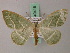  ( - BC ZSM Lep 49416)  @14 [ ] CreativeCommons - Attribution Non-Commercial Share-Alike (2010) Axel Hausmann/Bavarian State Collection of Zoology (ZSM) SNSB, Zoologische Staatssammlung Muenchen