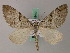  ( - BC ZSM Lep 49418)  @14 [ ] CreativeCommons - Attribution Non-Commercial Share-Alike (2010) Axel Hausmann/Bavarian State Collection of Zoology (ZSM) SNSB, Zoologische Staatssammlung Muenchen