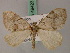  ( - BC ZSM Lep 49423)  @11 [ ] CreativeCommons - Attribution Non-Commercial Share-Alike (2010) Axel Hausmann/Bavarian State Collection of Zoology (ZSM) SNSB, Zoologische Staatssammlung Muenchen