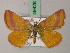  ( - BC ZSM Lep 49428)  @11 [ ] CreativeCommons - Attribution Non-Commercial Share-Alike (2010) Axel Hausmann/Bavarian State Collection of Zoology (ZSM) SNSB, Zoologische Staatssammlung Muenchen