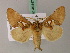  ( - BC ZSM Lep 49447)  @11 [ ] CreativeCommons - Attribution Non-Commercial Share-Alike (2010) Axel Hausmann/Bavarian State Collection of Zoology (ZSM) SNSB, Zoologische Staatssammlung Muenchen