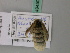  ( - BC ZSM Lep 49450)  @11 [ ] CreativeCommons - Attribution Non-Commercial Share-Alike (2010) Axel Hausmann/Bavarian State Collection of Zoology (ZSM) SNSB, Zoologische Staatssammlung Muenchen