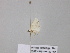  ( - BC ZSM Lep 39488)  @12 [ ] CreativeCommons - Attribution Non-Commercial Share-Alike (2011) Axel Hausmann/Bavarian State Collection of Zoology (ZSM) SNSB, Zoologische Staatssammlung Muenchen