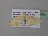  ( - BC ZSM Lep 39503)  @13 [ ] CreativeCommons - Attribution Non-Commercial Share-Alike (2011) Axel Hausmann/Bavarian State Collection of Zoology (ZSM) SNSB, Zoologische Staatssammlung Muenchen
