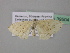  ( - BC ZSM Lep 39504)  @13 [ ] CreativeCommons - Attribution Non-Commercial Share-Alike (2011) Axel Hausmann/Bavarian State Collection of Zoology (ZSM) SNSB, Zoologische Staatssammlung Muenchen