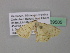  ( - BC ZSM Lep 39505)  @12 [ ] CreativeCommons - Attribution Non-Commercial Share-Alike (2011) Axel Hausmann/Bavarian State Collection of Zoology (ZSM) SNSB, Zoologische Staatssammlung Muenchen