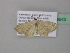  ( - BC ZSM Lep 39543)  @13 [ ] CreativeCommons - Attribution Non-Commercial Share-Alike (2011) Axel Hausmann/Bavarian State Collection of Zoology (ZSM) SNSB, Zoologische Staatssammlung Muenchen