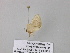  ( - BC ZSM Lep 39558)  @12 [ ] CreativeCommons - Attribution Non-Commercial Share-Alike (2011) Axel Hausmann/Bavarian State Collection of Zoology (ZSM) SNSB, Zoologische Staatssammlung Muenchen