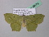  ( - BC ZSM Lep 39572)  @12 [ ] CreativeCommons - Attribution Non-Commercial Share-Alike (2011) Axel Hausmann/Bavarian State Collection of Zoology (ZSM) SNSB, Zoologische Staatssammlung Muenchen