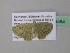  ( - BC ZSM Lep 39584)  @12 [ ] CreativeCommons - Attribution Non-Commercial Share-Alike (2011) Axel Hausmann/Bavarian State Collection of Zoology (ZSM) SNSB, Zoologische Staatssammlung Muenchen