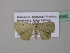  ( - BC ZSM Lep 39586)  @12 [ ] CreativeCommons - Attribution Non-Commercial Share-Alike (2011) Axel Hausmann/Bavarian State Collection of Zoology (ZSM) SNSB, Zoologische Staatssammlung Muenchen