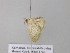 ( - BC ZSM Lep 39587)  @12 [ ] CreativeCommons - Attribution Non-Commercial Share-Alike (2011) Axel Hausmann/Bavarian State Collection of Zoology (ZSM) SNSB, Zoologische Staatssammlung Muenchen