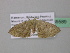  ( - BC ZSM Lep 39589)  @12 [ ] CreativeCommons - Attribution Non-Commercial Share-Alike (2011) Axel Hausmann/Bavarian State Collection of Zoology (ZSM) SNSB, Zoologische Staatssammlung Muenchen