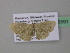  (Dithecodes AH02GhCa - BC ZSM Lep 39591)  @13 [ ] CreativeCommons - Attribution Non-Commercial Share-Alike (2011) Axel Hausmann/Bavarian State Collection of Zoology (ZSM) SNSB, Zoologische Staatssammlung Muenchen